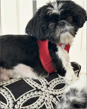 A photo of Arbourside's Therapy dog Gucci.